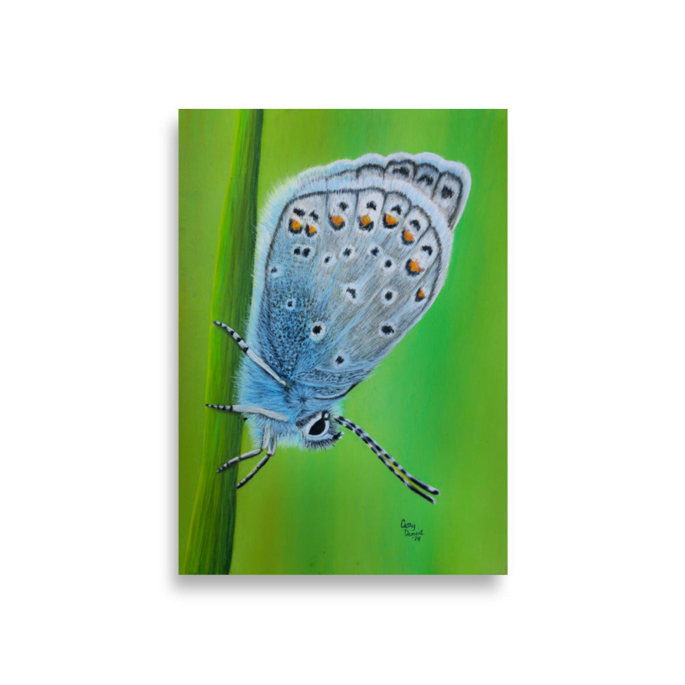 Giclée Art Print - Gossamer Blue, Karner Blue Butterfly Artwork by Cathy Dement