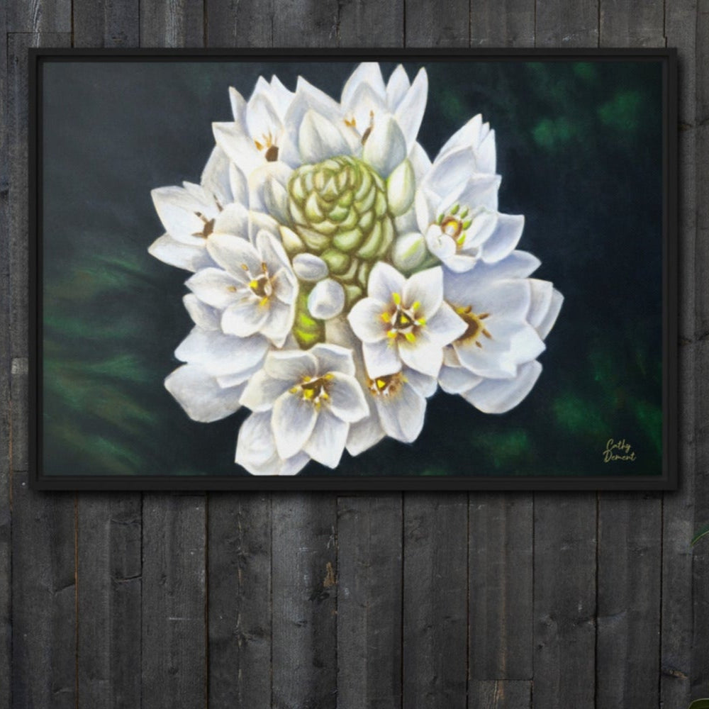 Framed Canvas Print - Star of The Show - Beautiful Star of Bethlehem Flower Artwork by Cathy Dement