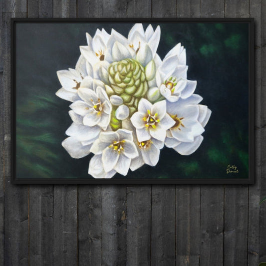 Framed Canvas Print - Star of The Show - Beautiful Star of Bethlehem Flower Artwork by Cathy Dement