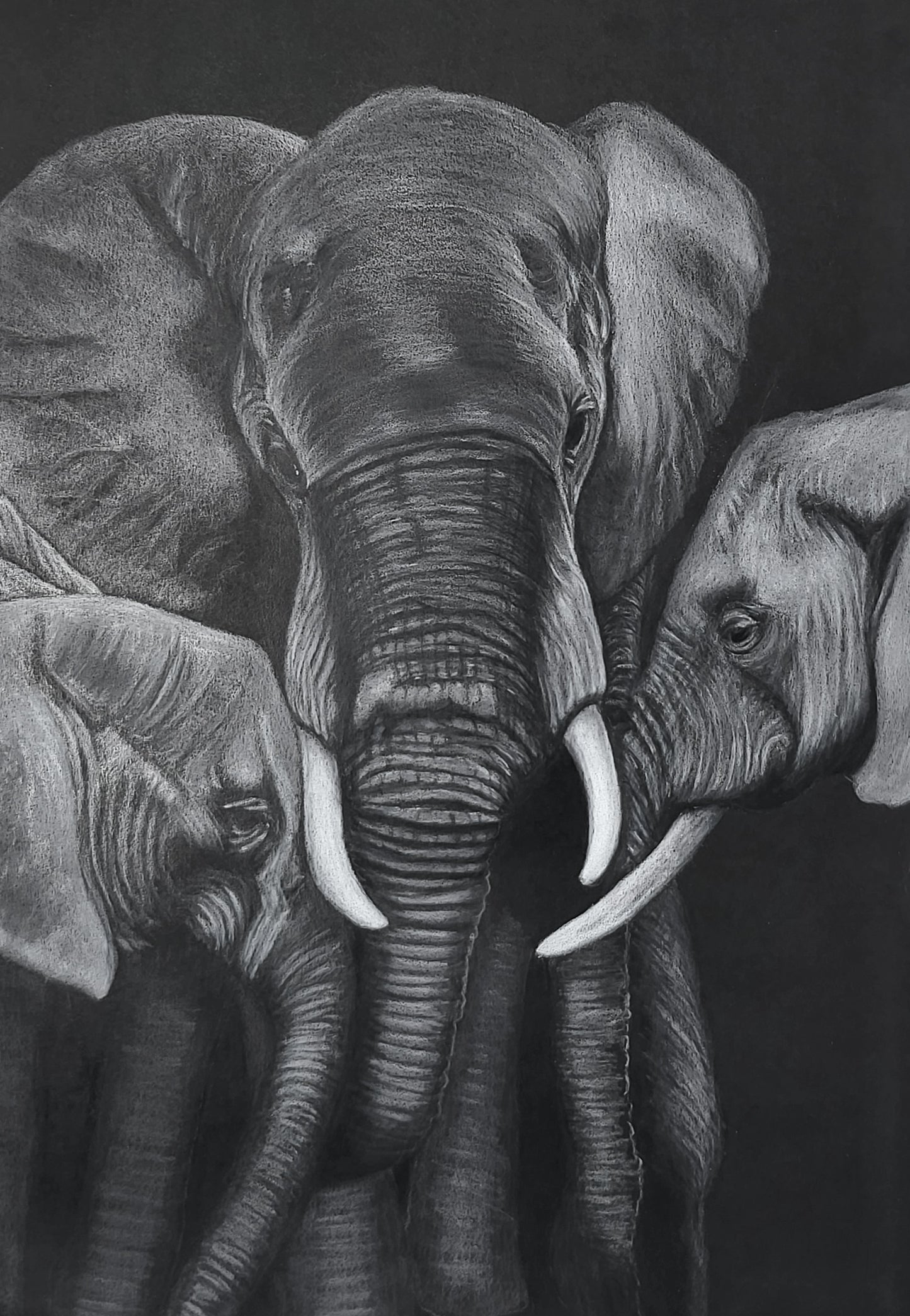 original colored pencil drawing painting of an adult elephant and 2 juvenile elephants on a black background.
