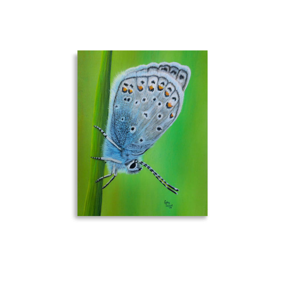 Giclée Art Print - Gossamer Blue, Karner Blue Butterfly Artwork by Cathy Dement