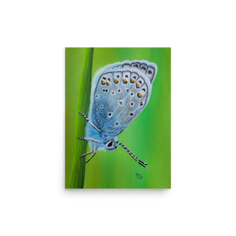 Giclée Art Print - Gossamer Blue, Karner Blue Butterfly Artwork by Cathy Dement