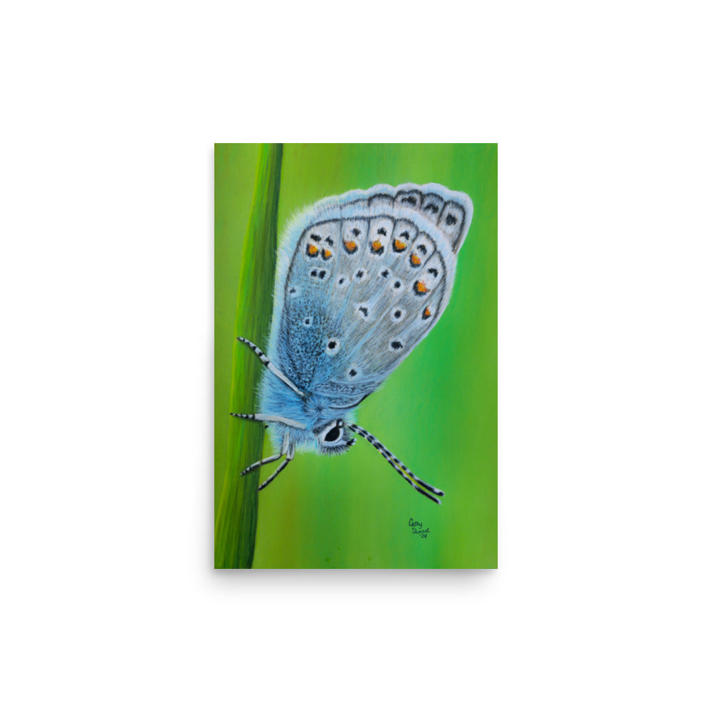 Giclée Art Print - Gossamer Blue, Karner Blue Butterfly Artwork by Cathy Dement