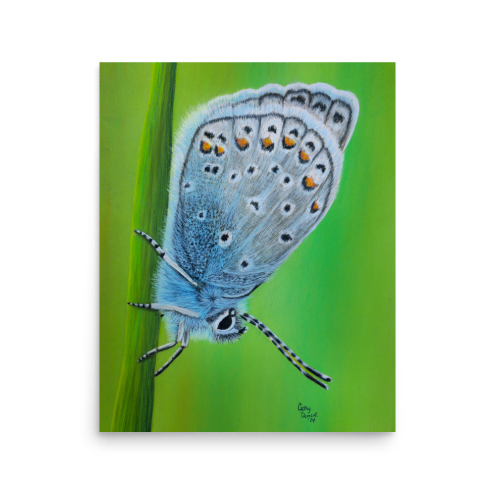 Giclée Art Print - Gossamer Blue, Karner Blue Butterfly Artwork by Cathy Dement