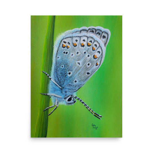 Giclée Art Print - Gossamer Blue, Karner Blue Butterfly Artwork by Cathy Dement.