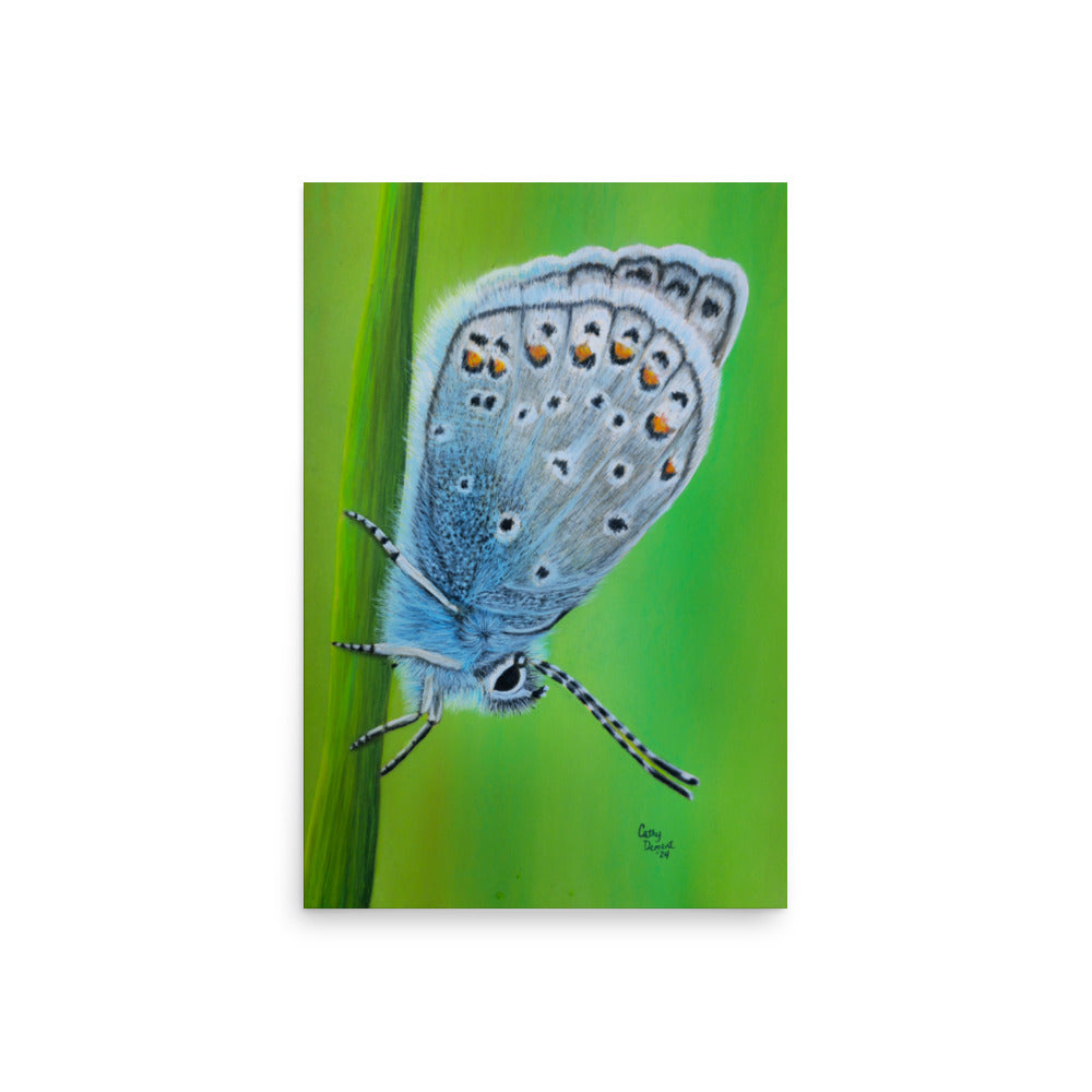 Giclée Art Print - Gossamer Blue, Karner Blue Butterfly Artwork by Cathy Dement