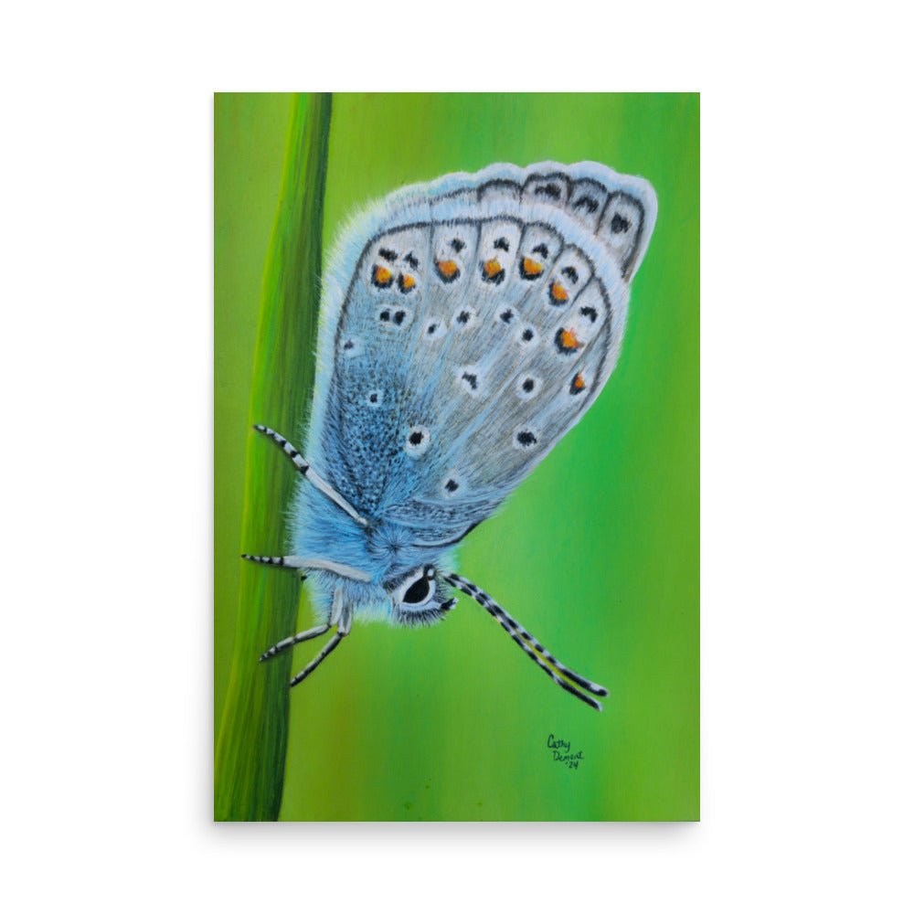 Giclée Art Print - Gossamer Blue, Karner Blue Butterfly Artwork by Cathy Dement