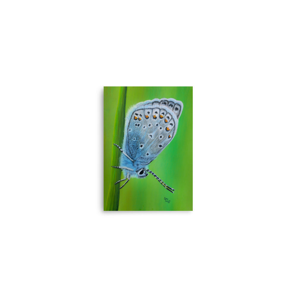 Giclée Art Print - Gossamer Blue, Karner Blue Butterfly Artwork by Cathy Dement