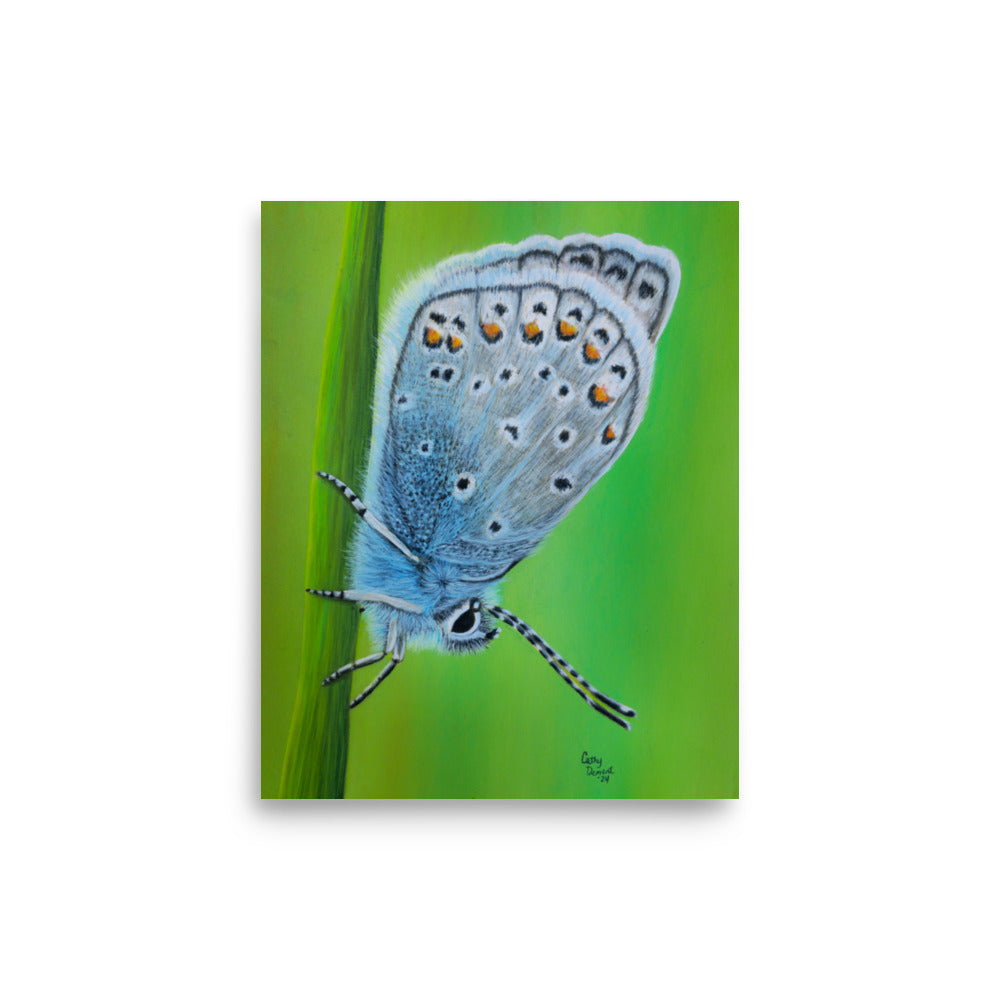 Giclée Art Print - Gossamer Blue, Karner Blue Butterfly Artwork by Cathy Dement