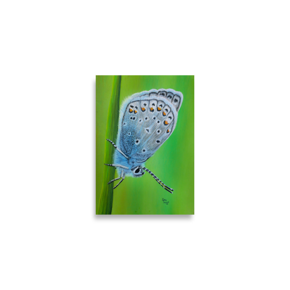 Giclée Art Print - Gossamer Blue, Karner Blue Butterfly Artwork by Cathy Dement