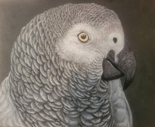 Previous commission African Grey Parrot (sold)